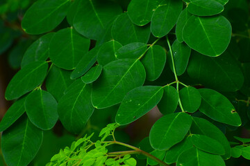 Green leaves Texture background, Natural background of green leaves
