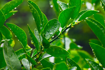 The leaves of the lemon tree, Drops of water on a lemon leaf, Raindrops flowing in the rain