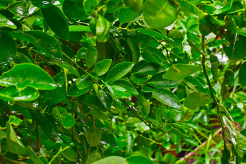 Fototapeta na wymiar The leaves of the lemon tree, Drops of water on a lemon leaf, Raindrops flowing in the rain