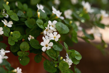 Waterhyssop, Bacopa monnieri flowers in summer garden