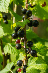 soczyste jagody czarnej porzeczki w ogrodzie