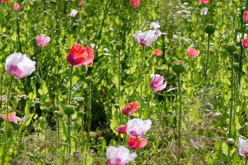 Blooming poppy fields . Bl&uuml;hende Mohnfelder . Lower Austria . Nieder&ouml;sterreich