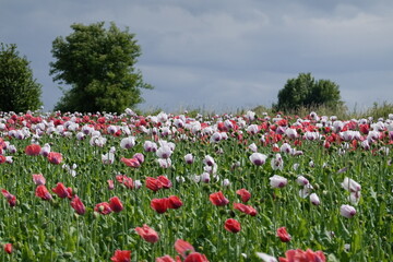 Blooming poppy fields . Blühende Mohnfelder . Lower Austria . Niederösterreich