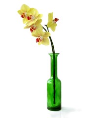 orchid Phalaenopsis with yellow and red petals close up