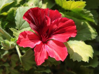 pretty pink and red flowers of geranium potted plant