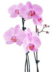 pretty purple flowers of orchid Phalaenopsis isolated close up