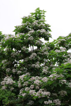 Catalpa tree with white flowers in park at spring