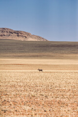 One single lonely oryx antelope stands in the middle of a wide desert-like field with mountains in...
