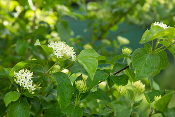 Cornus sanguinea, the common dogwood or bloody dogwood flowiring in spring