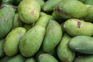 fresh organic unripe mangoes from farm close up from different angle