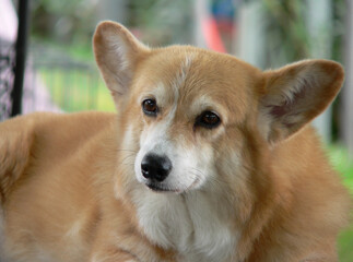 Portrait of a corgi dog