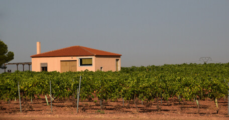 Fototapeta na wymiar Country house surrounded by vineyards