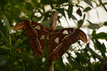 butterfly in captivity