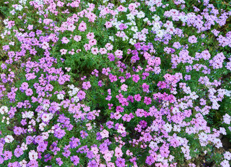 Small wildflowers blooming in spring