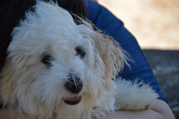 petit chien coton tuléar