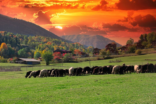 Lambs and goats grazing in meadows around Savsat Plateau in Artvin. Lambs and goats grazing in autumn. Sunset and grazing animals.