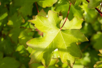 Field maple close up shot of green leaves.