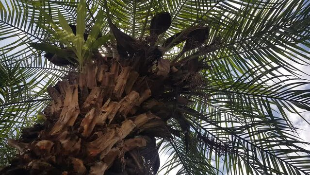 palmera vista desde abajo, playa, dia nublado en la playa