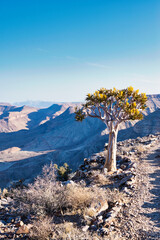 Single quiver tree standing next to a footpath at the Fish River Canyon in Namibia. Beautiful...