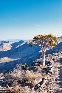 Single quiver tree standing next to a footpath at the Fish River Canyon in Namibia. Beautiful nature scene in Africa. 