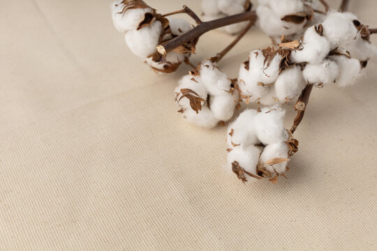 Several branches of cotton on a fabric background