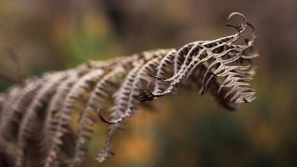 Macro de feuilles de fougère marrons