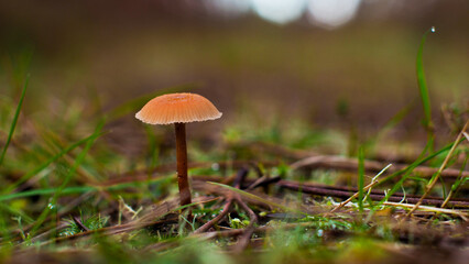 Macro de petits champignons, sur un chemin forestier