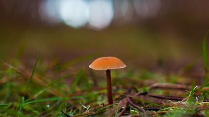Macro de petits champignons, sur un chemin forestier