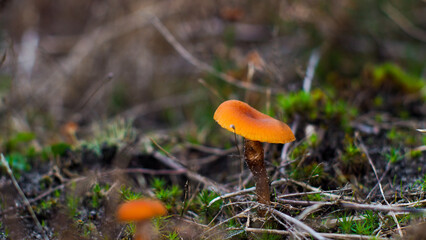 Macro de petits champignons, sur un chemin forestier