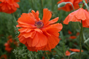 Beautiful bright red poppy flower outdoors, closeup view