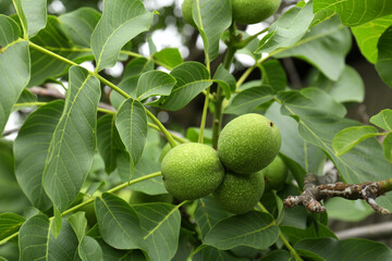 Green unripe walnuts on tree branch, closeup