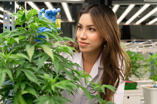 Woman scientist hand holding a test tube with cannabis ruderalis plants in the science lap