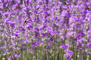 Beautiful lavender flowers growing in field, closeup