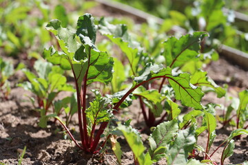 Beetroot grows in a garden bed in the middle of summer. Vegetables close-up in the ground. Harvesting a fresh crop in July.