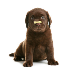 Adorable puppy with bone shaped cookie on nose against white background