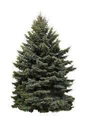 Beautiful high green coniferous tree isolated on white