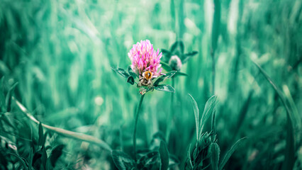 A bee on a clover flower. Trifolium pratense, pink clover in the meadow. Clover with pink flowers...