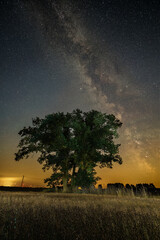 Fototapeta na wymiar Lonely tree with milk way