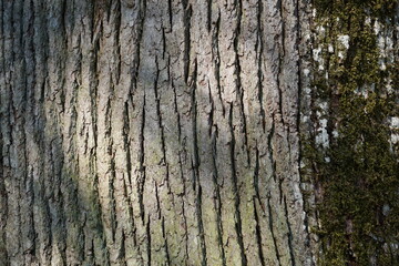 Obraz premium Natur