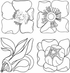 Set of floral elements. One line hand drawn illustration isolate on white