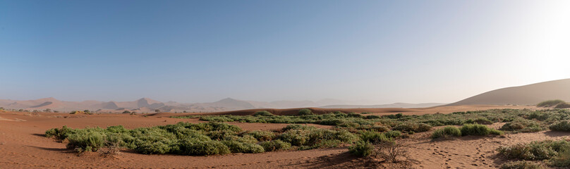 Vegetation surrounded by sand dune in Sossuvlei, Namibia.