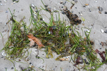 Tang, Muscheln und kleine Steine an einem Sandstrand