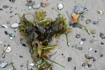 Tang, Muscheln und kleine Steine an einem Sandstrand