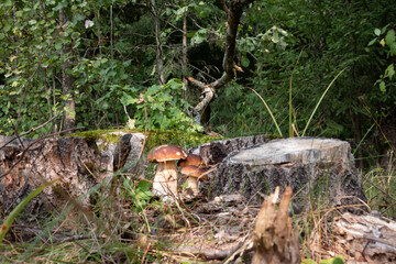 A family of porcini boletus mushrooms growing in the forest. Forest porcini mushrooms in their natural environment.