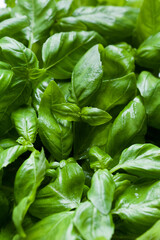 fresh basil leaves