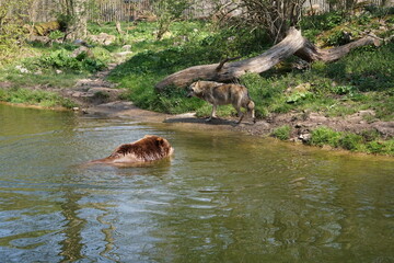 Wisentgehege Springe (Germany)