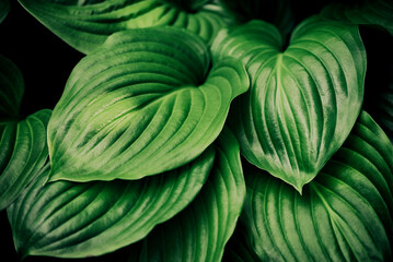 Green leaves background. Large green hosta leaves close up in sunlight. Creative abstract nature. Selective focus. - obrazy, fototapety, plakaty