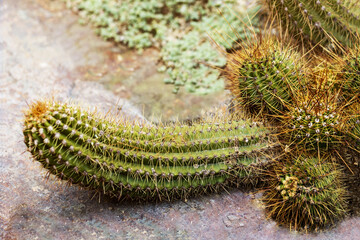 Cactus phallic shape. Funny Prickly Cactus Penis close-up with little Cactuses and  big cactus in...
