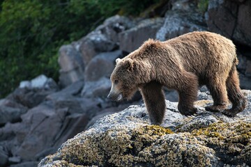 Ein Grizzlybär im felsigen Gelände 