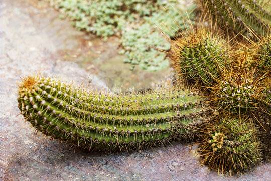 Cactus phallic shape. Funny Prickly Cactus Penis close-up with little Cactuses and  big cactus in Botanical Garden. Argentine Giant Cactus
